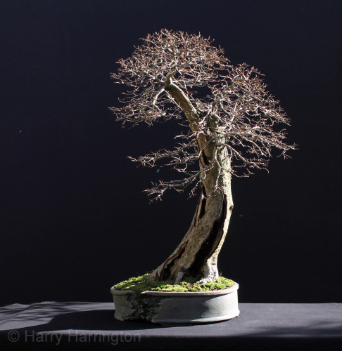 elm bonsai